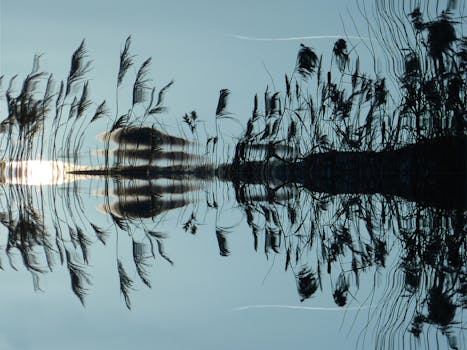 Ripple's