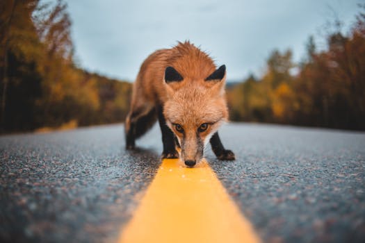 Fox