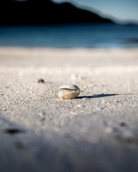 Shell's
