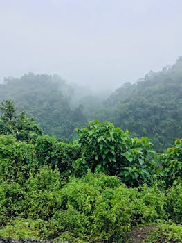 Assam