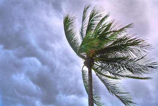 Palm