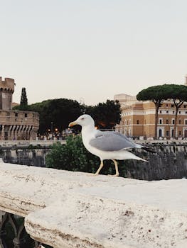 Roma