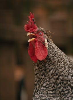 Avian