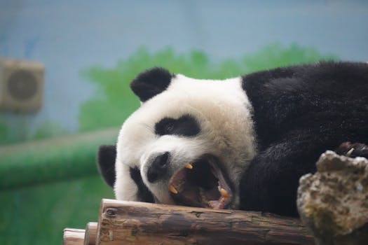 Baidu's
