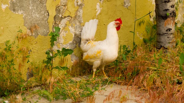 Chicken