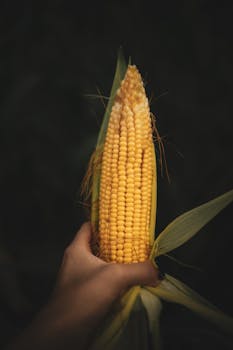 Corn