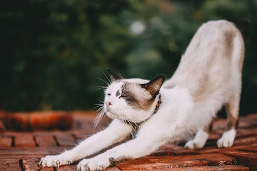 Pet