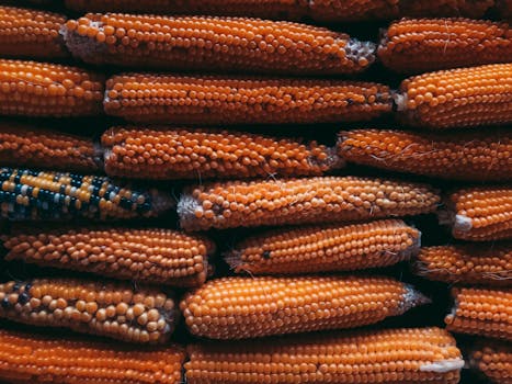 India's Ethanol Push: Maize Boom or Edible Oil Crisis?