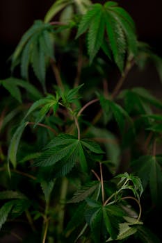 INmune Bio's Alzheimer's Drug Fails: Stock Plunges, Future Uncertain