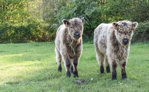 Record Cow & Calf Sale: £4320 Top Price Fuels Market Optimism