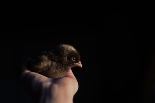 Eco-Lodges Save Endangered Wildlife in [Country Name]