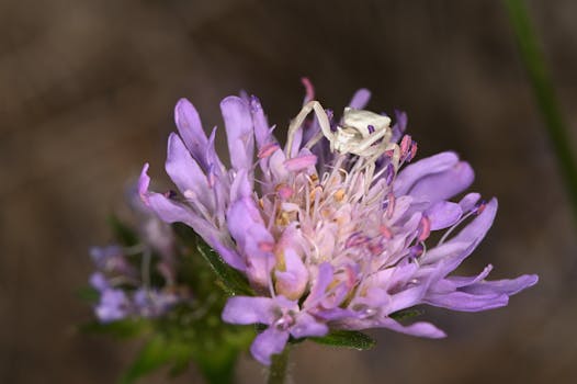 Insect Strikes: Threat to Aircraft Safety & Efficiency