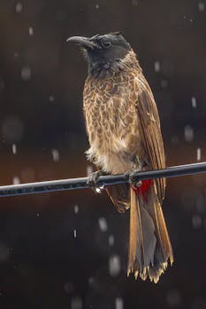 Delhi