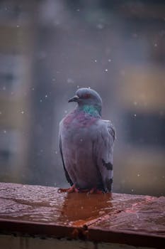 Delhi