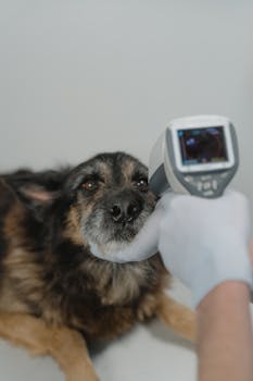 UK Heatwave: Pet Heatstroke Emergency Warning!
